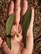 Eucalyptus sideroxylon A. Cunn. ex Woolls resmi