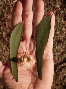 Image of red ironbark