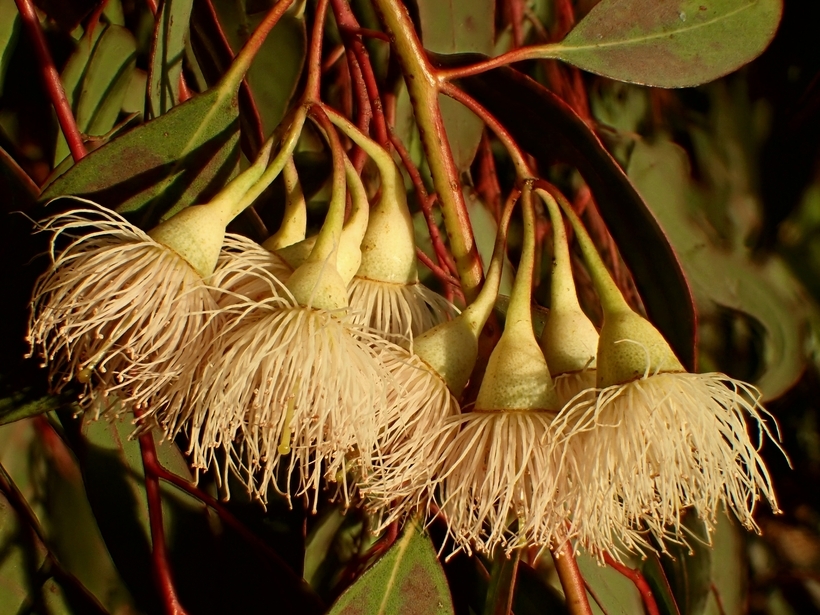 Eucalyptus sideroxylon A. Cunn. ex Woolls resmi