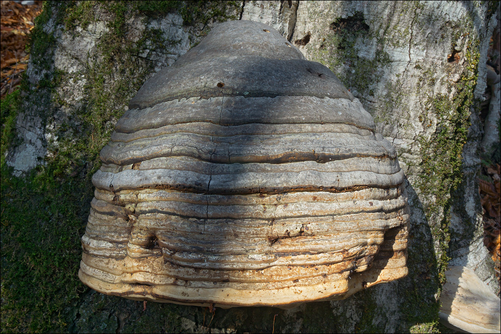 Imagem de Fomes fomentarius (L.) Fr. 1849