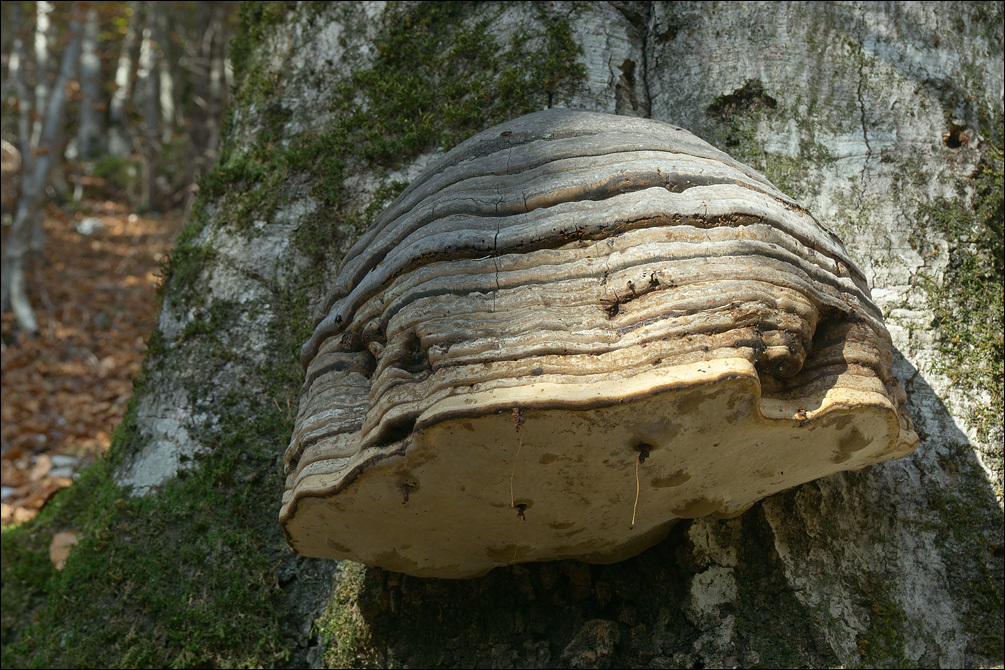 Imagem de Fomes fomentarius (L.) Fr. 1849