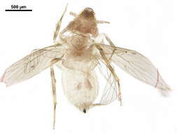 Image of Echmepteryx