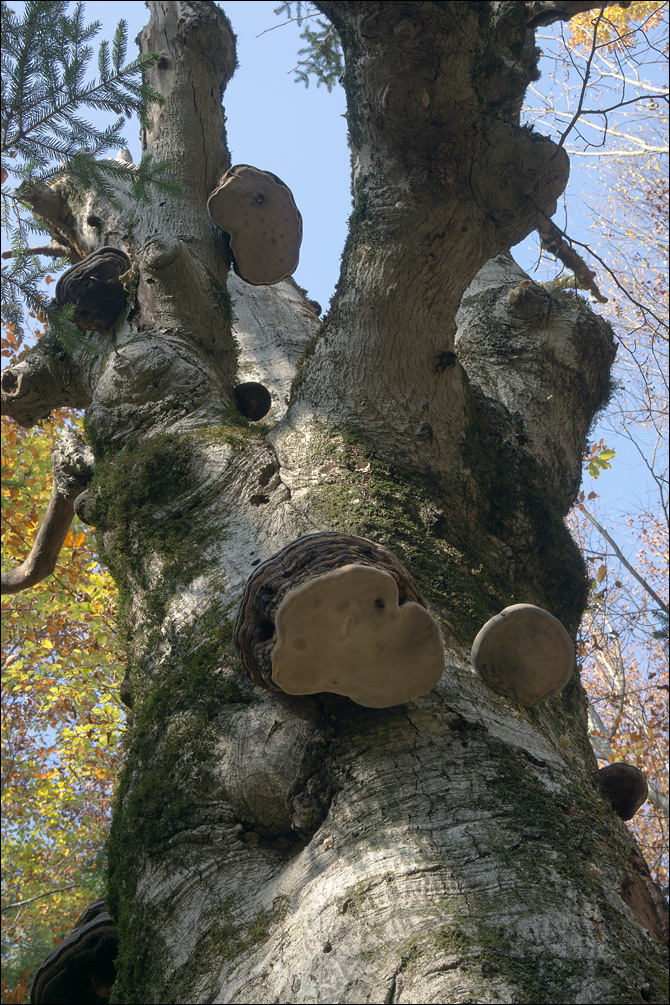 Imagem de Fomes fomentarius (L.) Fr. 1849