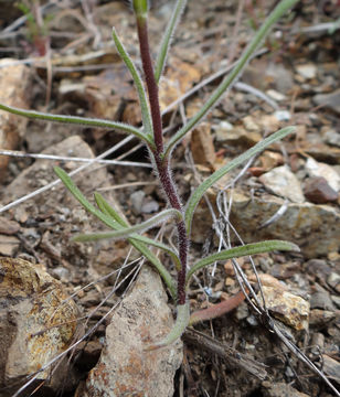 Image of serpentine tarweed