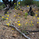 Image of serpentine tarweed