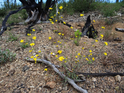 Image of serpentine tarweed