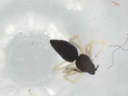 Image of Coleosoma