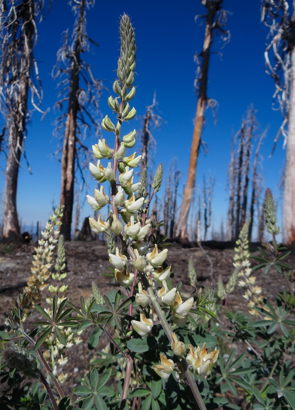 Plancia ëd Lupinus elmeri Greene