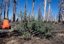 Image of Elmer's lupine