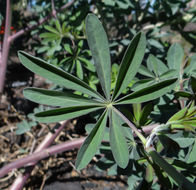 Plancia ëd Lupinus elmeri Greene