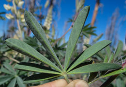 Plancia ëd Lupinus elmeri Greene