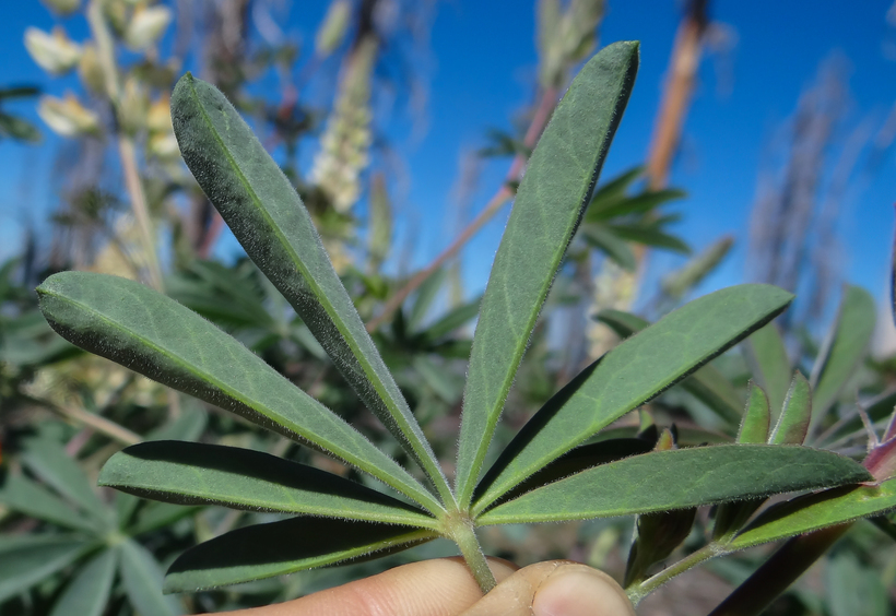 Plancia ëd Lupinus elmeri Greene