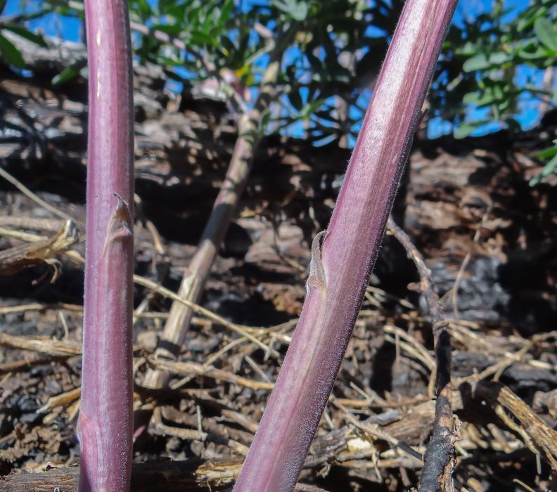 Image of Elmer's lupine