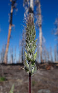 Image of Elmer's lupine