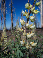 Image of Elmer's lupine