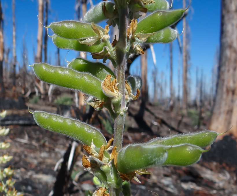 Image of Elmer's lupine