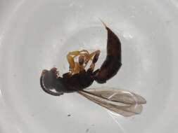 Слика од Sierolomorphidae