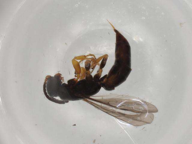 Imagem de Sierolomorphidae