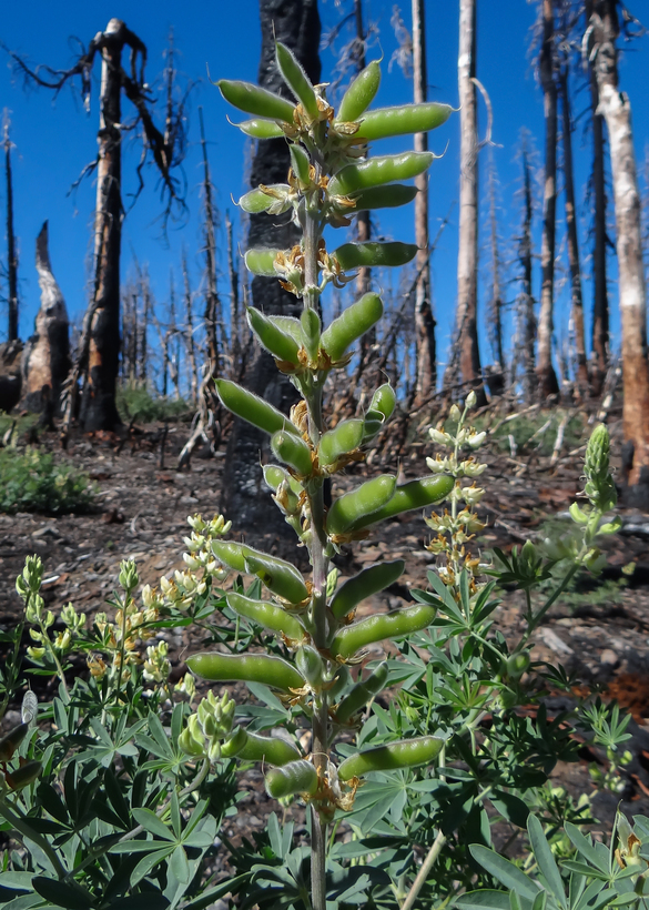 Image of Elmer's lupine