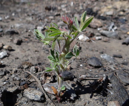 Plancia ëd Lupinus elmeri Greene