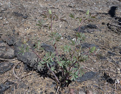 Image of Elmer's lupine