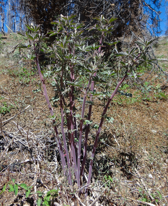 Image of Elmer's lupine