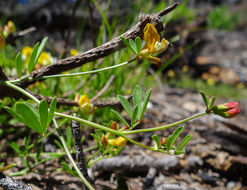 Image de Hosackia yollabolliensis (Munz) D. D. Sokoloff