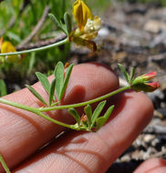 Image de Hosackia yollabolliensis (Munz) D. D. Sokoloff