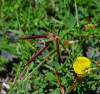 Image de Hosackia yollabolliensis (Munz) D. D. Sokoloff