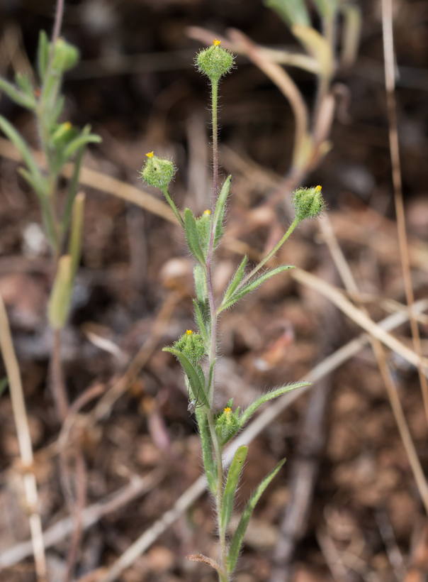 Слика од Madia exigua (Sm.) Greene