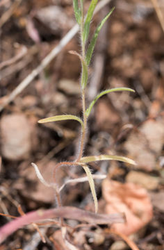 Слика од Madia exigua (Sm.) Greene