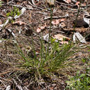 Image of Stillman's needlegrass