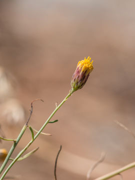 Image of lesser California rayless fleabane