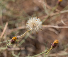 صورة Erigeron reductus var. angustatus (A. Gray) G. L. Nesom