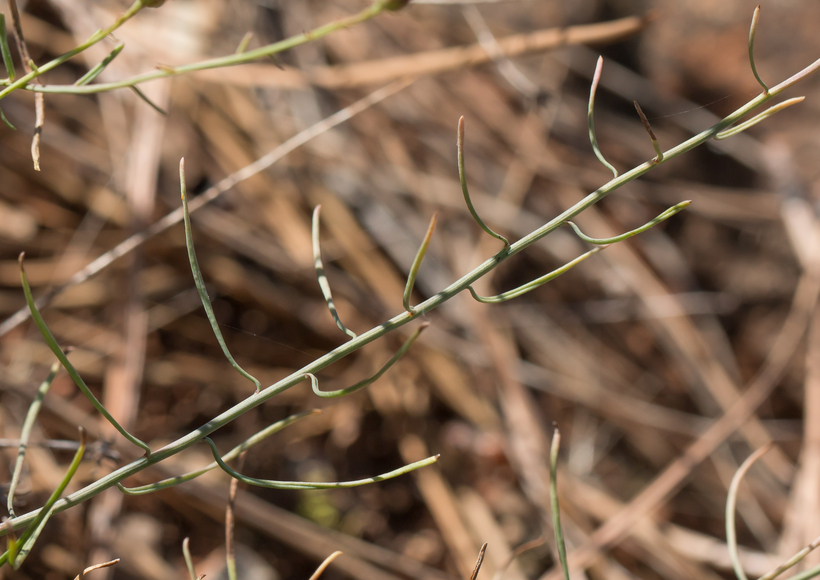 صورة Erigeron reductus var. angustatus (A. Gray) G. L. Nesom