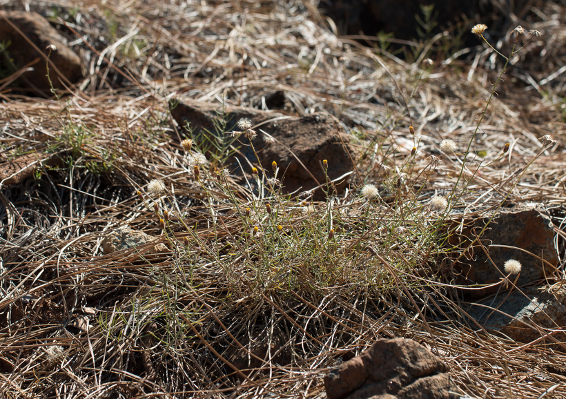 صورة Erigeron reductus var. angustatus (A. Gray) G. L. Nesom