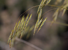 Imagem de Bromus laevipes Shear