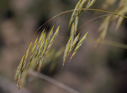 Image of Chinook brome