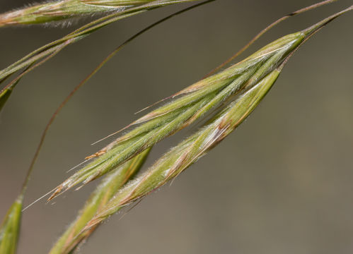 Image of Chinook brome