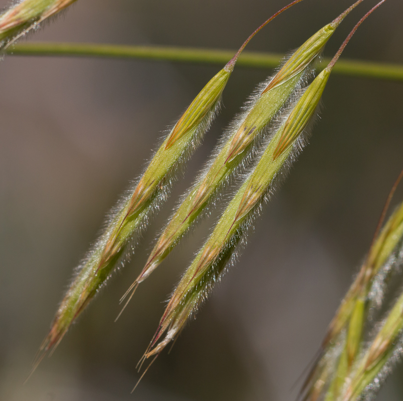 Imagem de Bromus laevipes Shear