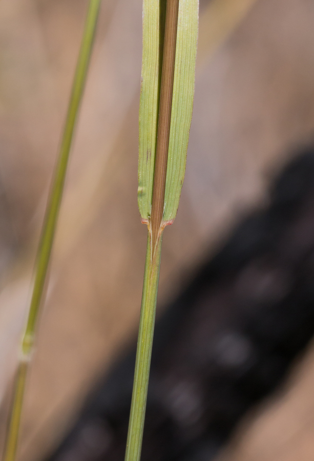 Imagem de Bromus laevipes Shear