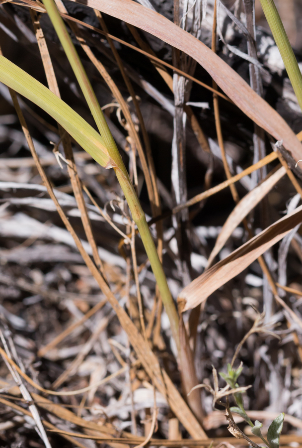 Imagem de Bromus laevipes Shear