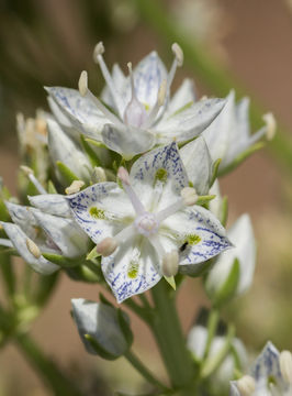 Image of whitestem frasera