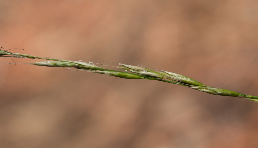 Image de Melica aristata Thurb. ex Bol.