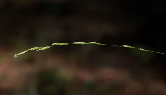 Melica harfordii Bol. resmi