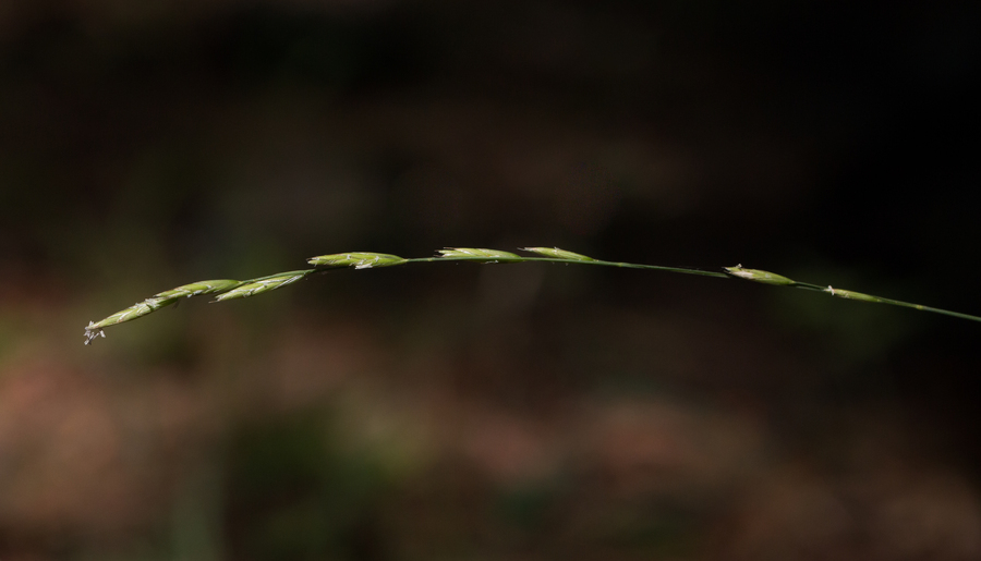 Melica harfordii Bol. resmi