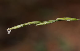 Melica harfordii Bol. resmi