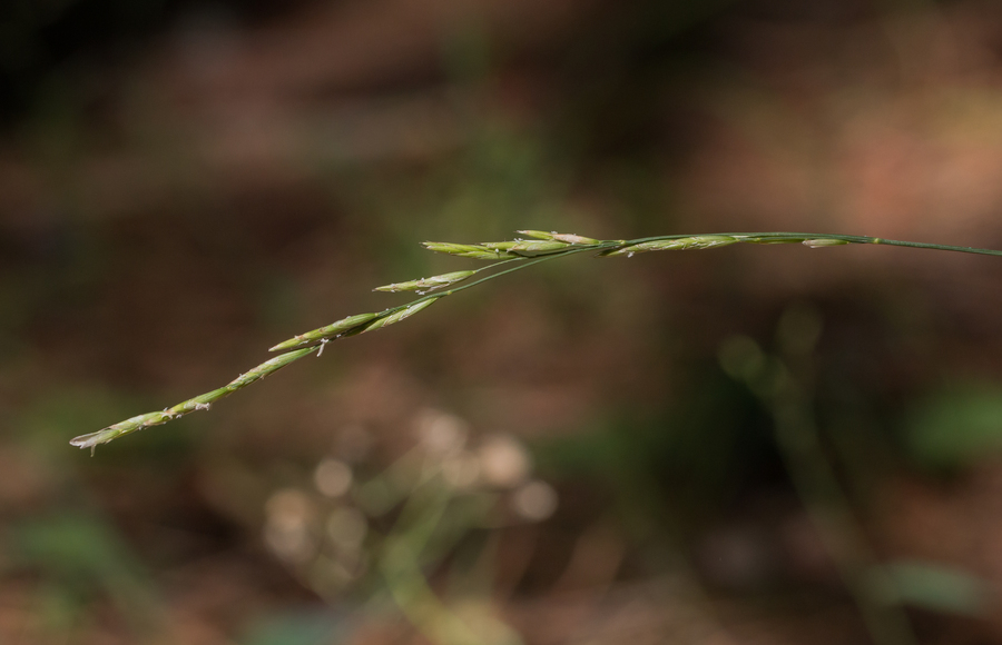 Melica harfordii Bol. resmi