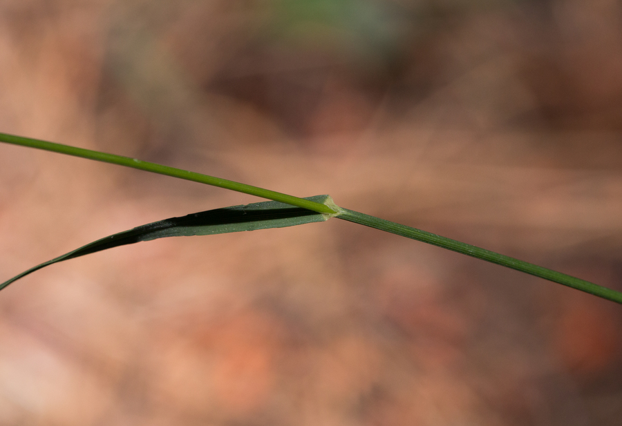 Melica harfordii Bol. resmi