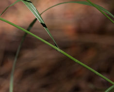 Melica harfordii Bol. resmi